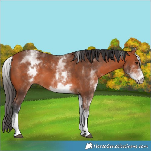 Horse Color:White Spotted Bay
