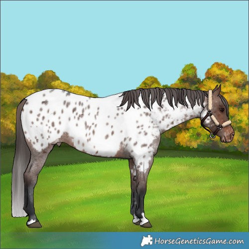 Horse Color:Brown Roan Appaloosa 