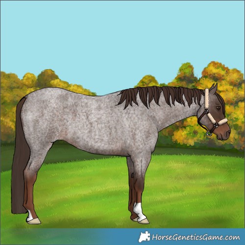 Horse Color:Liver Red Roan 