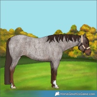 Horse Color:Liver Red Roan 