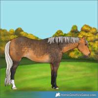 Horse Color:Silver Buckskin 
