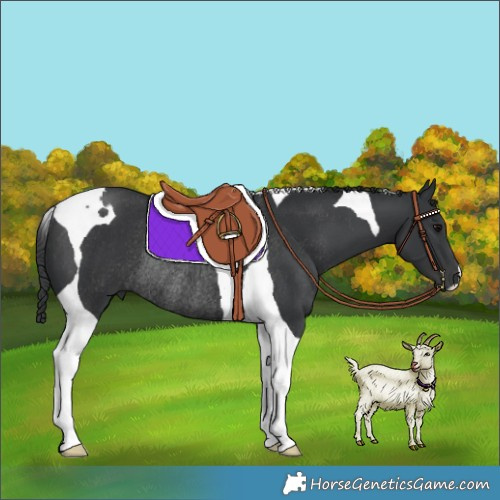 Horse Color:Black Tobiano Rabicano 