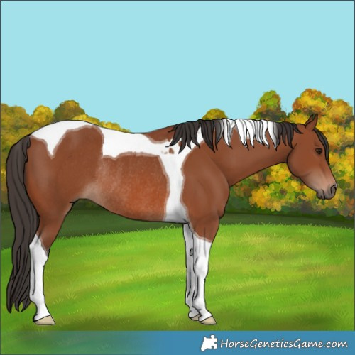 Horse Color:Bay Tobiano Rabicano 