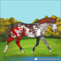 Horse Color:Liver Chestnut Frame 