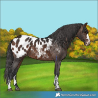 Horse Color:Brown Appaloosa