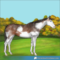 Horse Color:Bay Splash