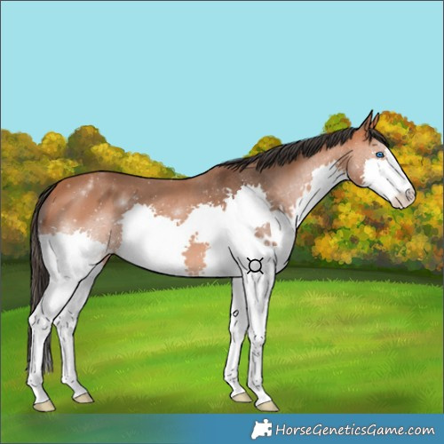 Horse Color:Bay Splash 