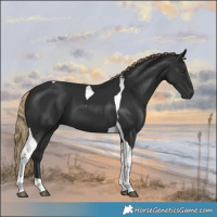 Horse Color:Gray Liver Chestnut Tobiano 