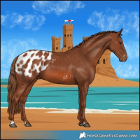 Horse Color:Chestnut Appaloosa