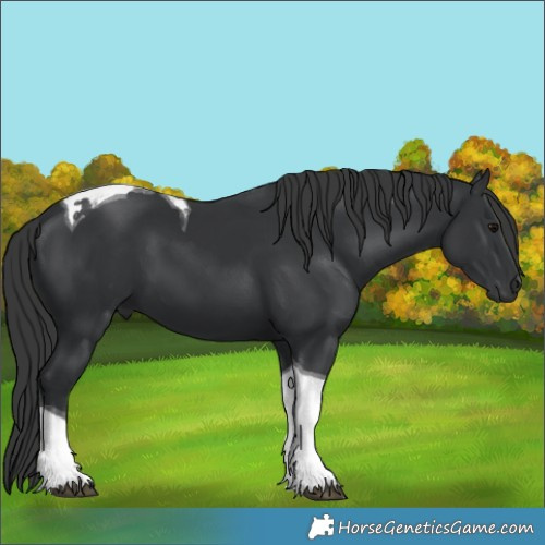 Horse Color:Black Tobiano 