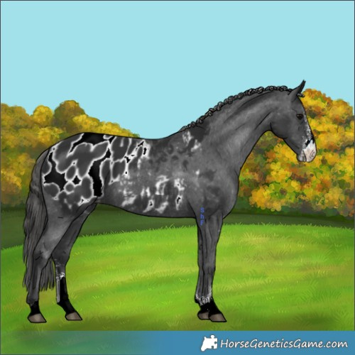 Horse Color:Black Sabino Blanket 