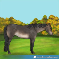 Horse Color:Brown Dun
