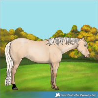 Horse Color:Silver Bay Pearl Dun Rabicano