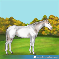 Horse Color:Silver Brown Dun Splash Appaloosa