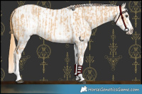 Horse Color:White Spotted Red Dun Rabicano and White Spotted Gold Champagne Dun Rabicano