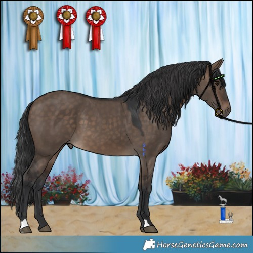Horse Color:Brown Dun 