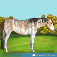 Horse Color:Buckskin Sabino 