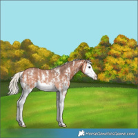 Horse Color:Silver Bay Sabino Splash Rabicano 