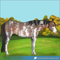 Horse Color:Brown Sabino Varnish Rabicano