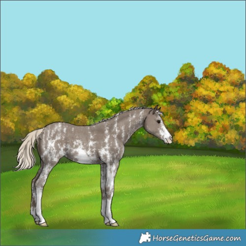 Horse Color:Silver Smoky Black Sabino 