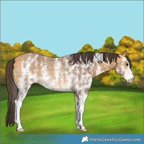 Horse Color:Buckskin Sabino Rabicano