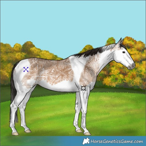 Horse Color:Gray Bay Ice Dun Splash Tobiano