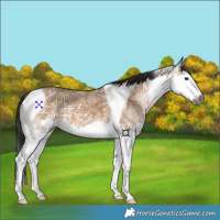 Horse Color:Gray Bay Ice Dun Splash Tobiano