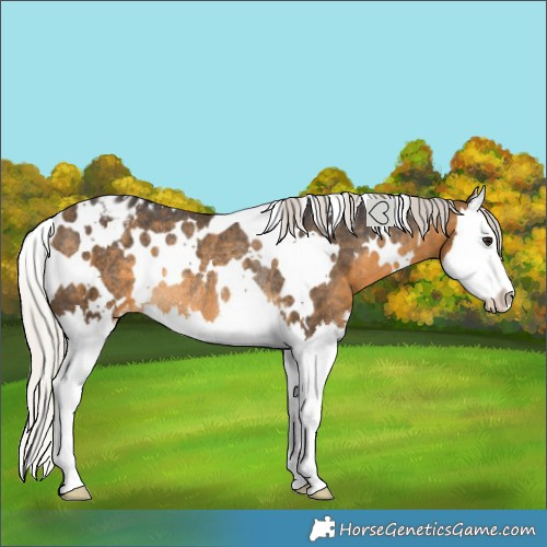 Horse Color:White Spotted Silver Buckskin Splash Varnish Rabicano 