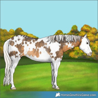 Horse Color:White Spotted Silver Buckskin Splash Varnish Rabicano 