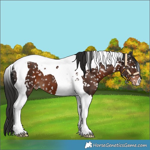 Horse Color:Liver Chestnut Tobiano Appaloosa 