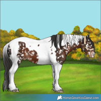 Horse Color:Liver Chestnut Tobiano Snowflake Varnish