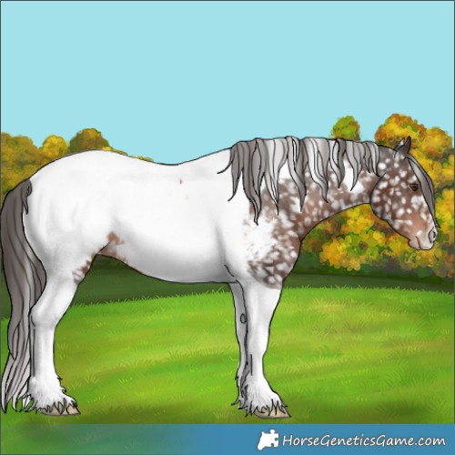 Horse Color:Liver Chestnut Tobiano Appaloosa 