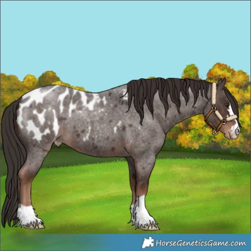 Horse Color:Liver Red Roan Appaloosa 