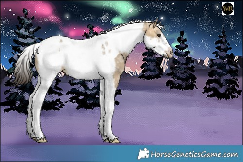 Horse Color:Buckskin Ice Dun Tobiano Frame