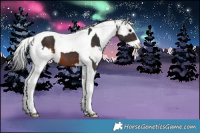 Horse Color:Brown Tobiano and White Spotted Buckskin