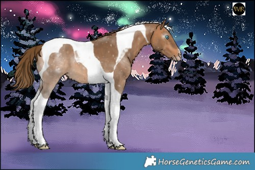 Horse Color:Gray Perlino Tobiano