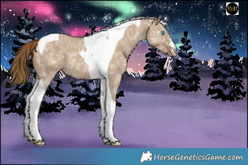 Horse Color:Gray Smoky Creme Ice Dun Tobiano