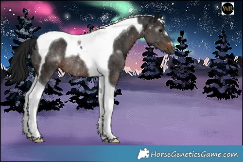 Horse Color:Gray Brown Tobiano Rabicano 