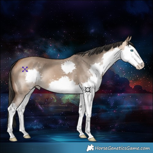 Horse Color:Bay Dun Splash 