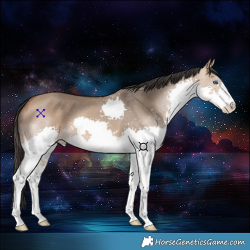 Horse Color:Bay Dun Splash