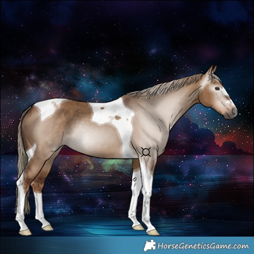 Horse Color:Gray Red Dun Tobiano 