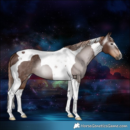 Horse Color:Gray Chestnut Tobiano 