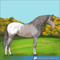 Horse Color:Brown Sabino Appaloosa 