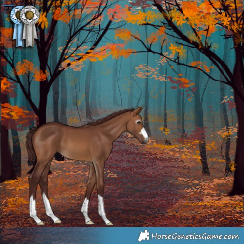 Horse Color:Gray Chocolate Bay Dun 