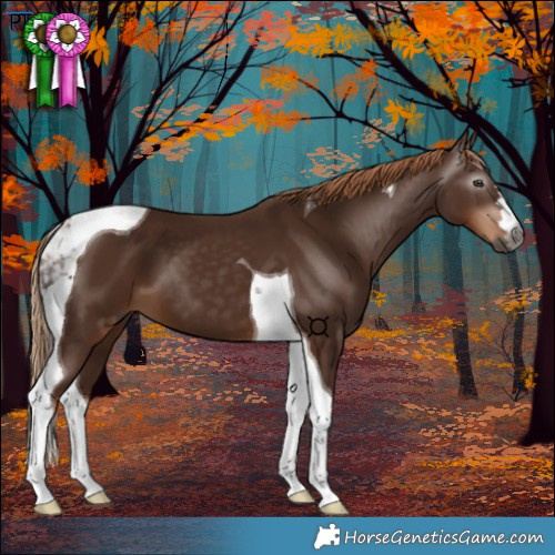 Horse Color:Gray Chestnut Tobiano 