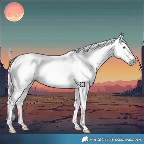 Horse Color:Gray Red Dun Tobiano 