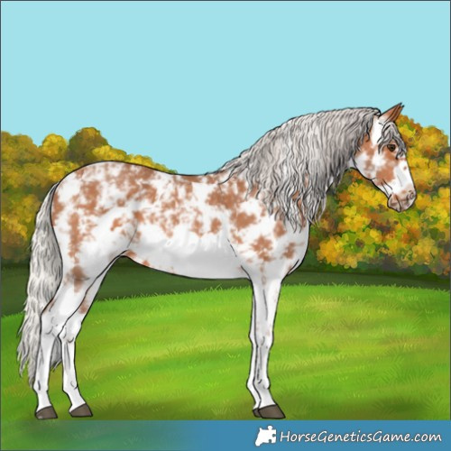 Horse Color:Silver Bay Sabino Frame 