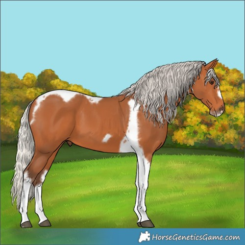 Horse Color:Silver Bay Tobiano Frame 