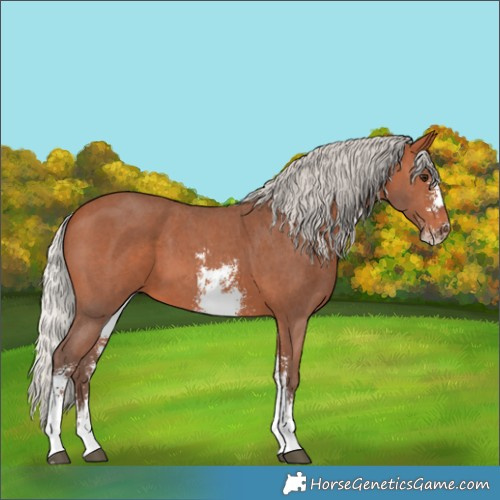 Horse Color:Silver Bay Sabino 