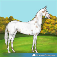 Horse Color:Gray White Spotted Silver Classic Champagne Tobiano Snowcap Rabicano 